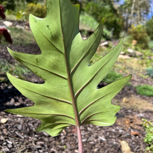 Philodendron Mayoi - Picture 3 of 6